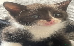 Mixed Breed cats for sale: Bengal cross - Image 5
