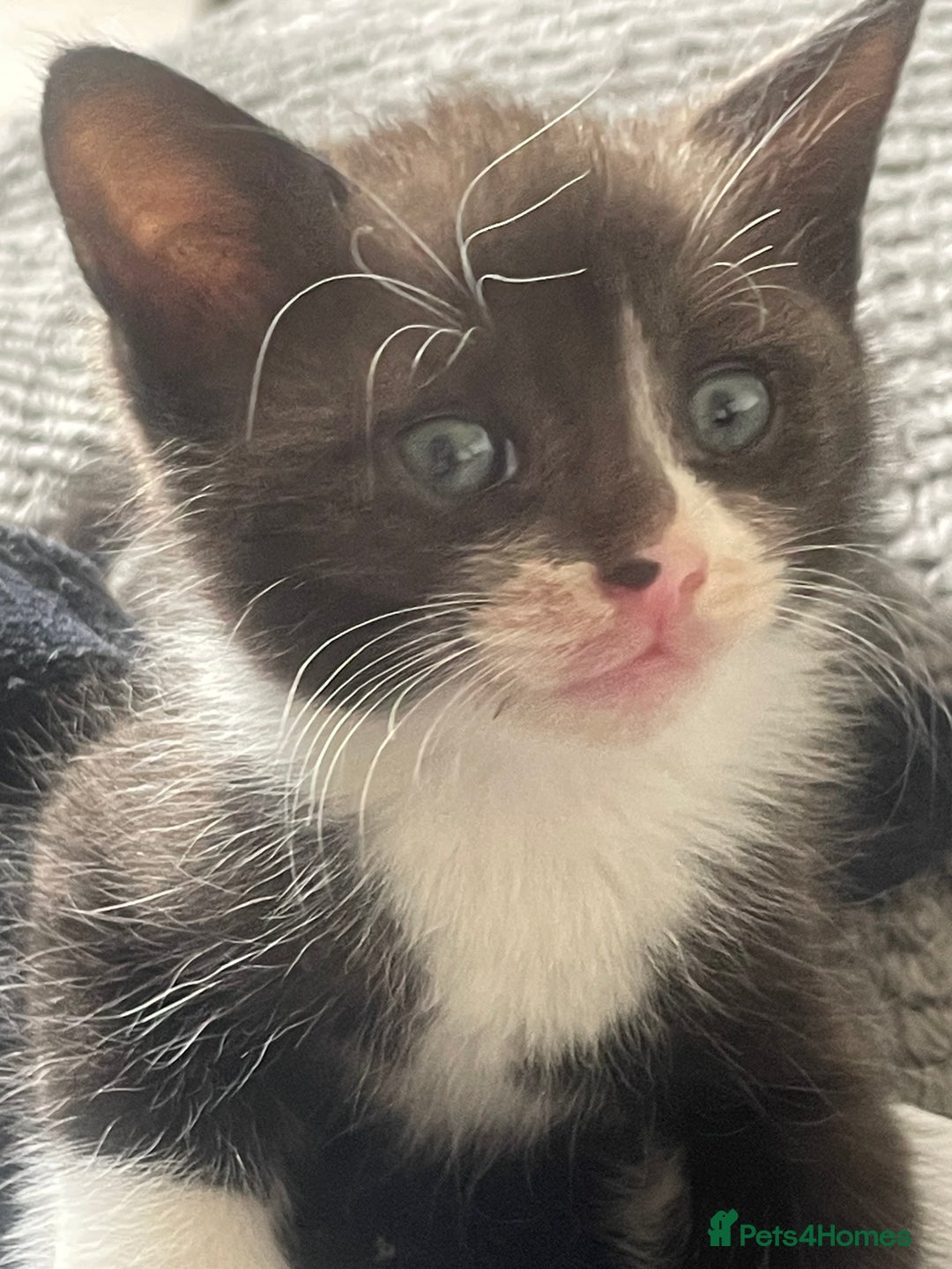 Mixed Breed cats for sale: Bengal cross - Image 5