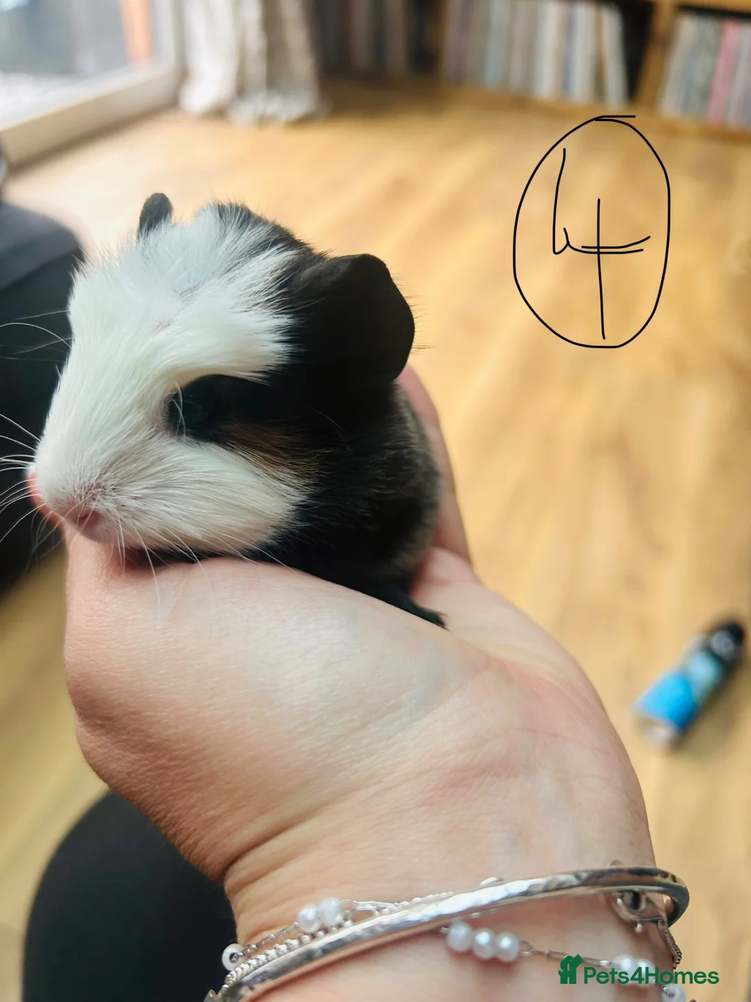 Guinea Pig rodents for sale: We have two litters of guinea pigs - Advert 19