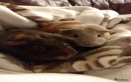 Guinea Pig rodents for sale: Rescue space for Guinea pigs available - Image 1