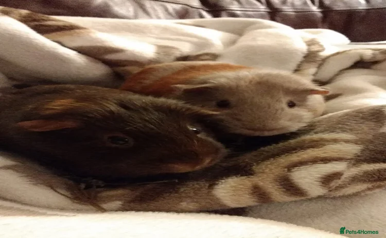 Guinea Pig rodents - Advert 1