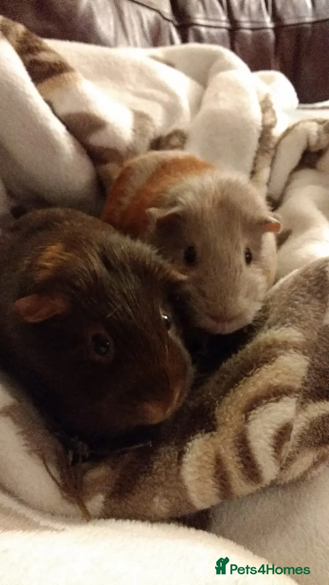 Guinea Pig rodents for sale: Rescue space for Guinea pigs available - Image 1
