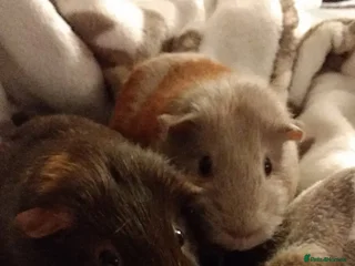 Guinea Pig rodents - Advert 4