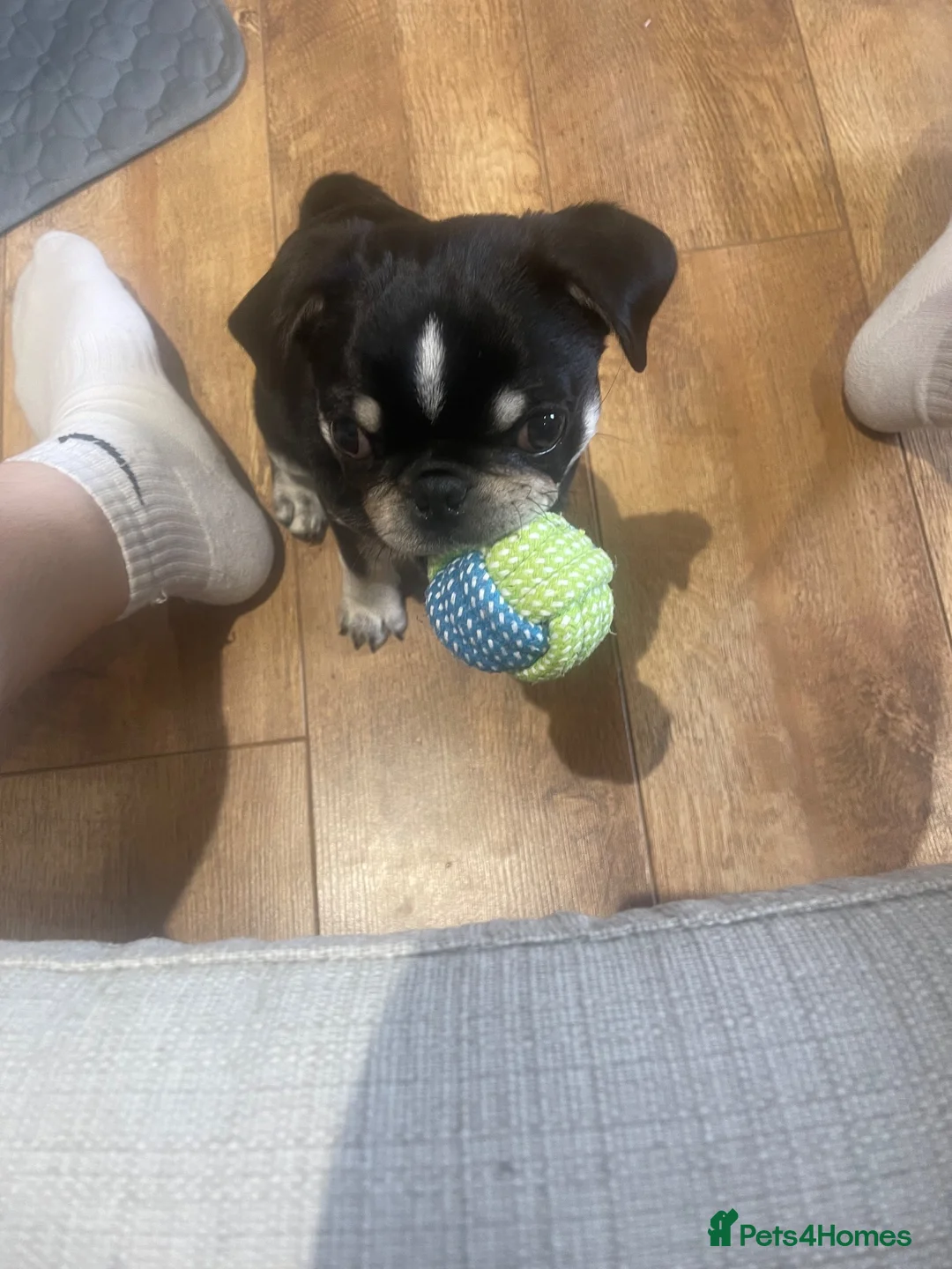 Pug dogs for sale: Pug Puppy For Sale - Advert 1