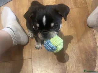 Pug dogs Pug Puppy For Sale - Advert 1
