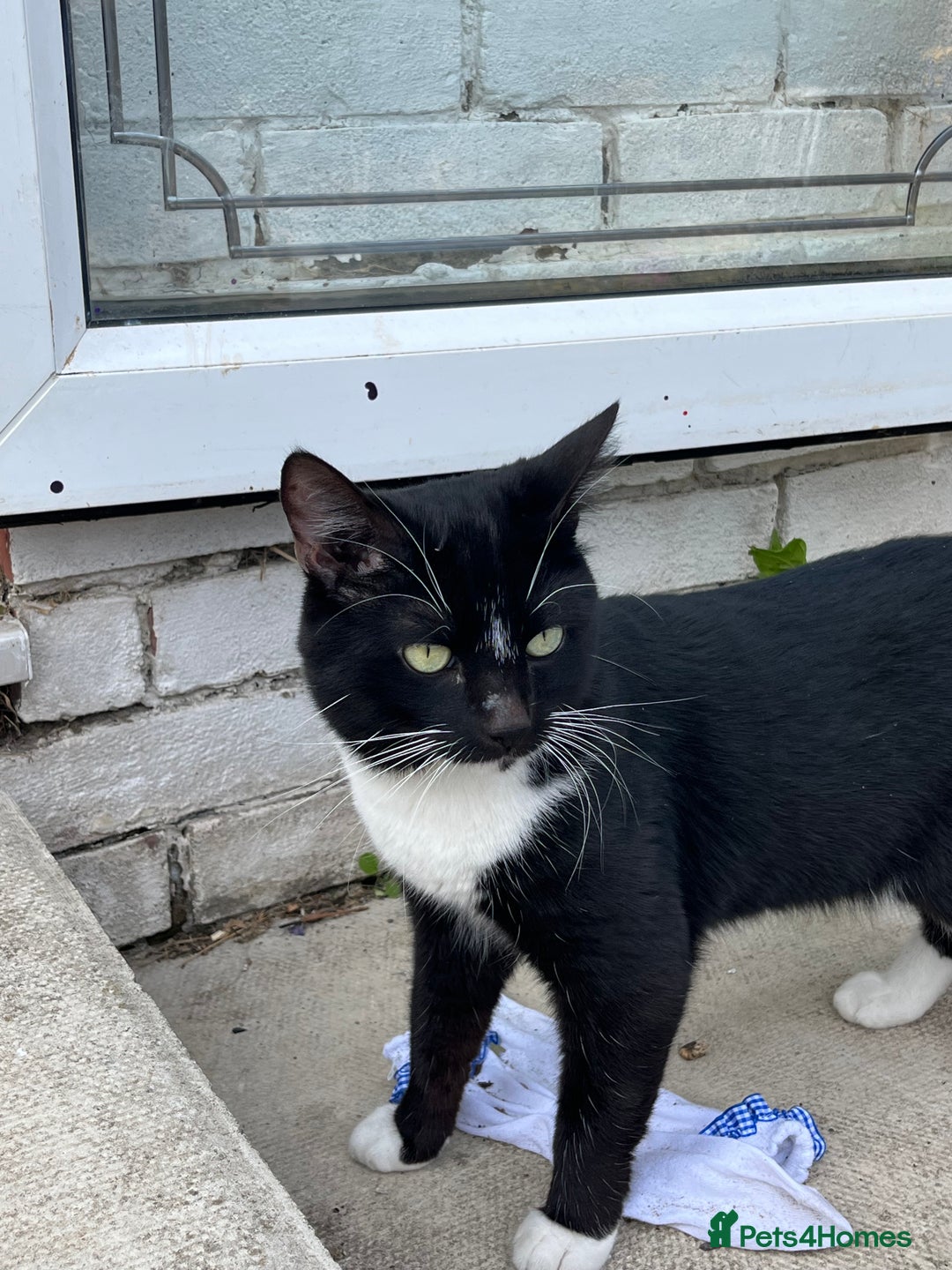Mixed Breed cats for sale: Male, black and white, cat - Image 8