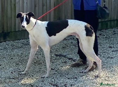 Greyhound dogs Handsome Tom wants a loving forever home - Advert 2