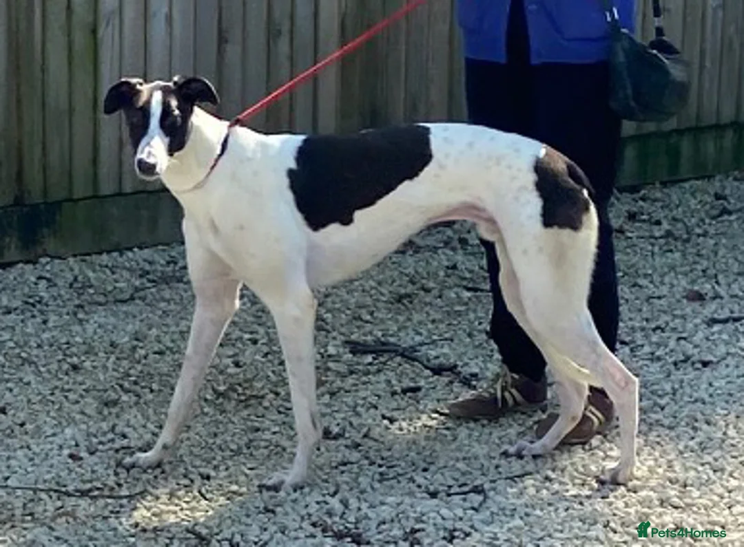 Greyhound dogs for adoption: Handsome Tom wants a loving forever home - Advert 1