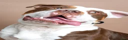 Mixed Breed dogs for sale: Old Tyme Bulldog  ** tiff, Male, 18 Months in Gravesend - Advert 3