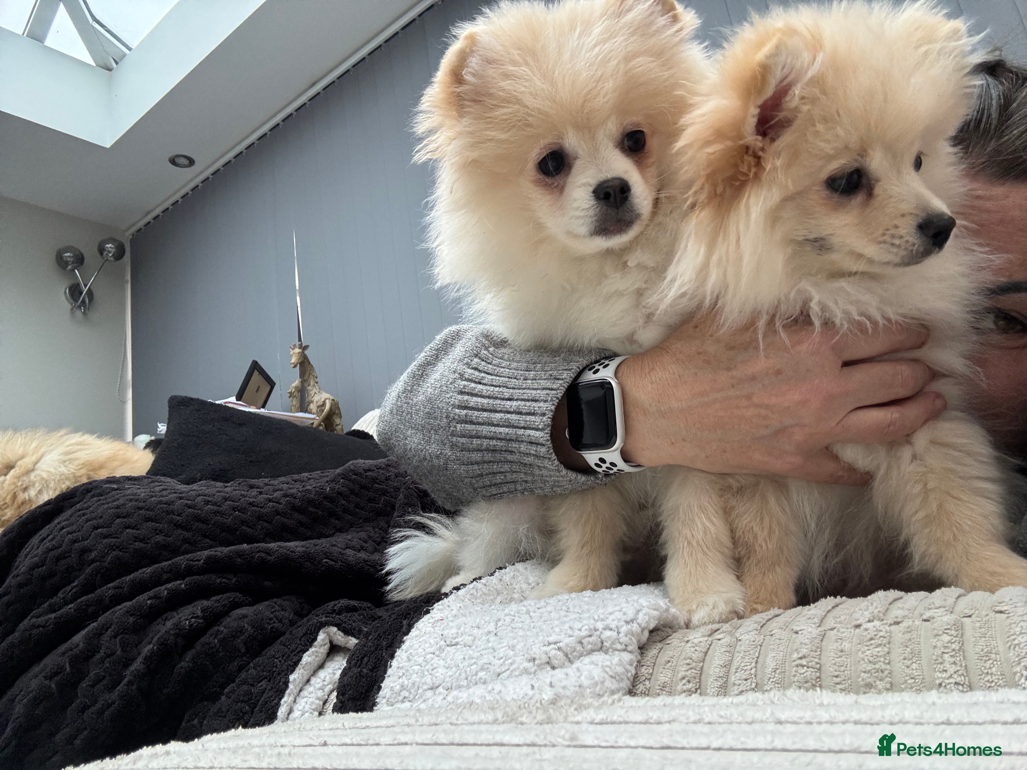 Pomeranian dogs Pomeranian male pups ready to go  - Advert 14