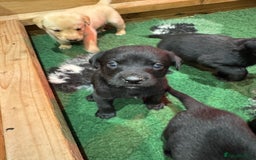 Labrador Retriever dogs for sale: Working line Labrador’s for sale  - Image 8