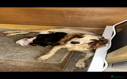 Cocker Spaniel dogs for sale: 5 GORGEOUS COCKERS    - Image 11