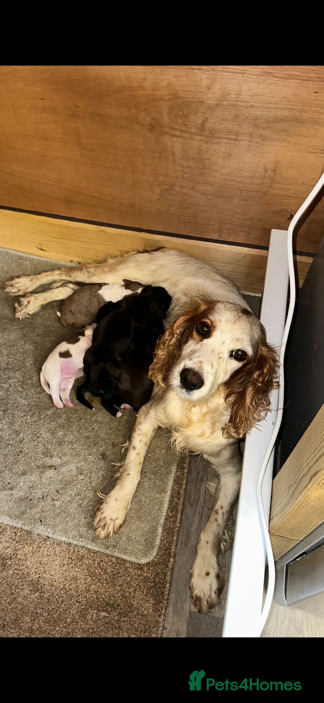 Cocker Spaniel dogs for sale: 5 GORGEOUS COCKERS    - Image 11