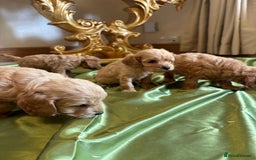 Cockapoo dogs for sale: F1 DNA Health Tested Cockapoos  - Image 4
