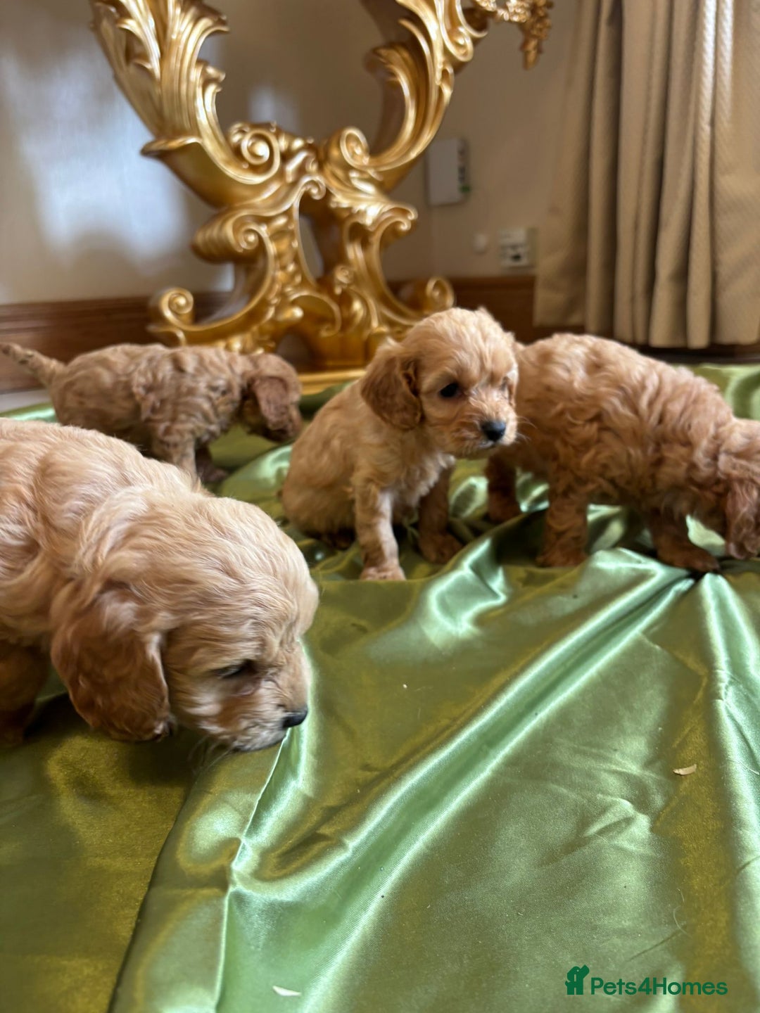 Cockapoo dogs for sale: F1 DNA Health Tested Cockapoos  - Image 4