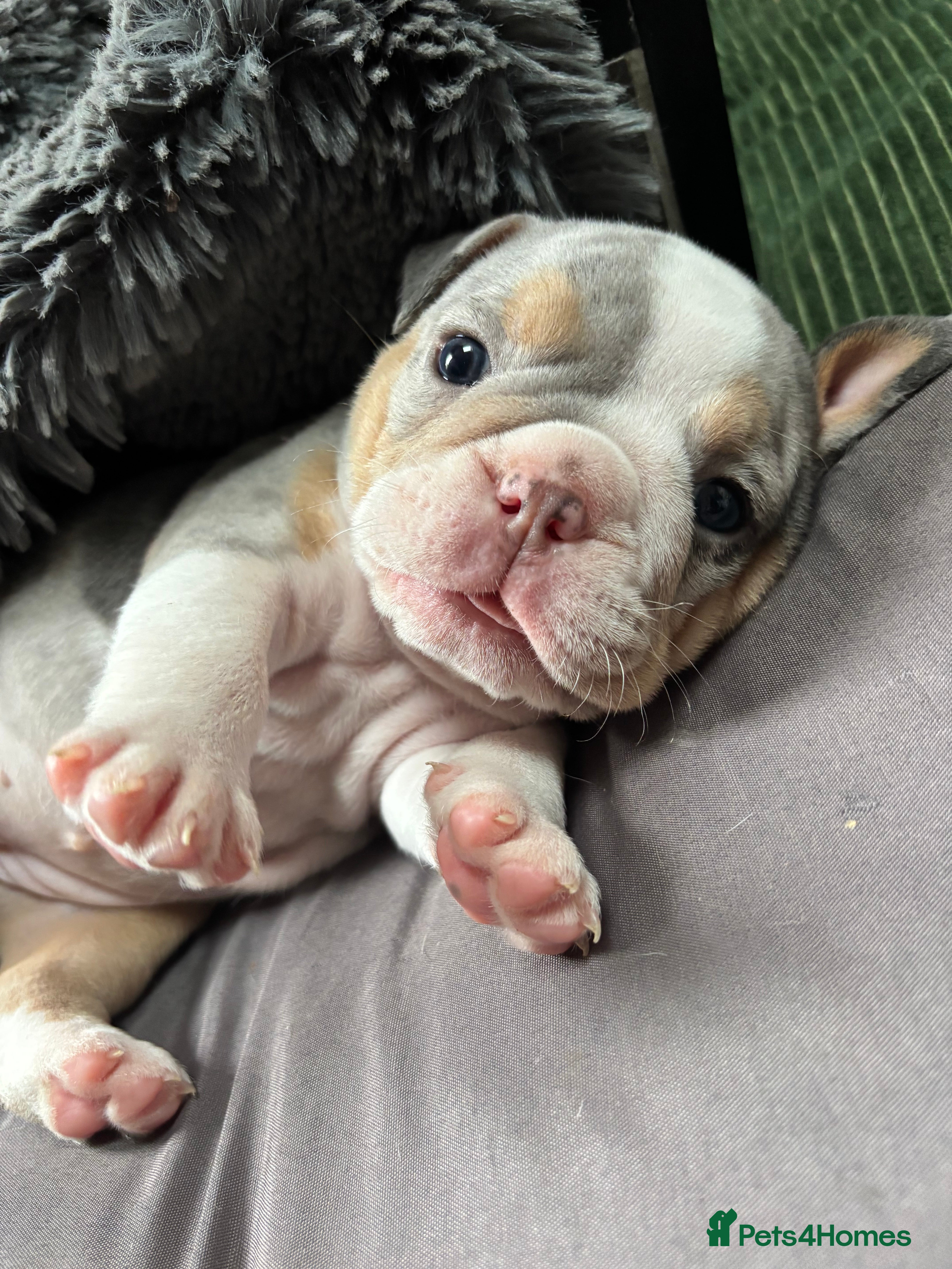 Olde English Bulldogge dogs 5 beautiful and chunky puppies amazing colours 🤩 - Advert 2