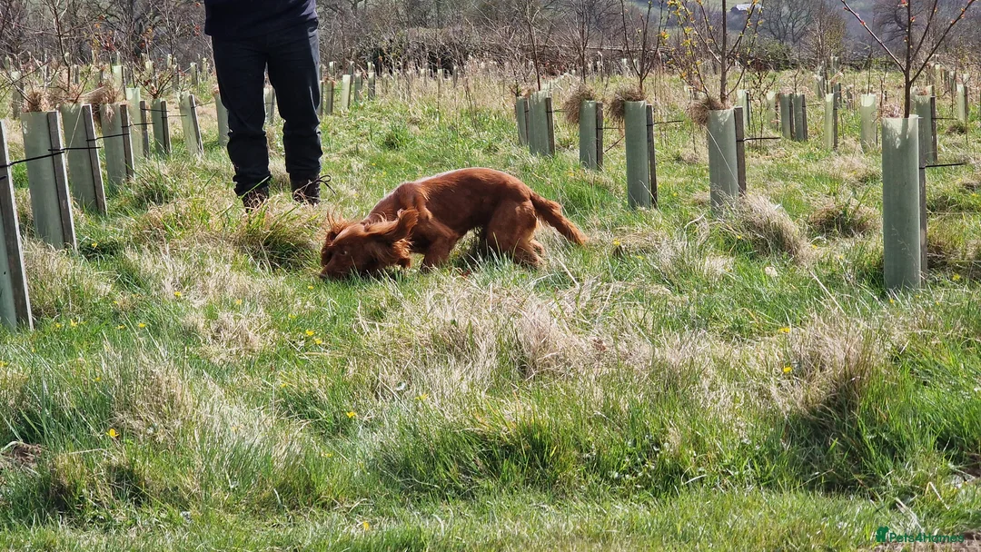 Cocker Spaniel dogs for stud: OFTW Breckmarsh Hugh Cocker Spaniel Stud - Red  in Kidderminster - Advert 5