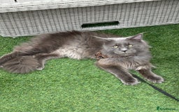 Maine Coon cats for sale: Beautiful GCCF reg Mainecoon kittens available  - Image 11