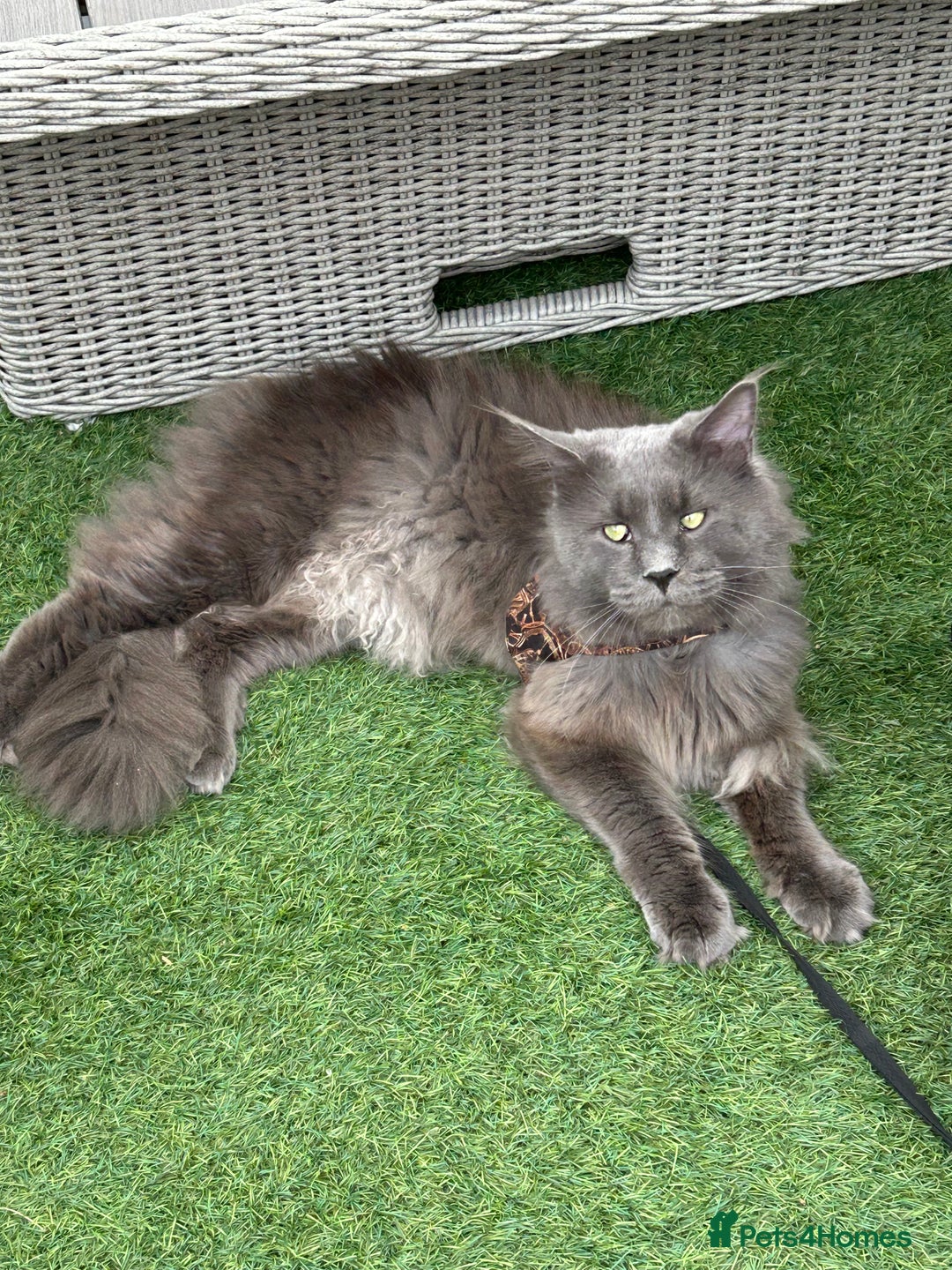 Maine Coon cats for sale: Beautiful GCCF reg Mainecoon kittens available  - Image 11