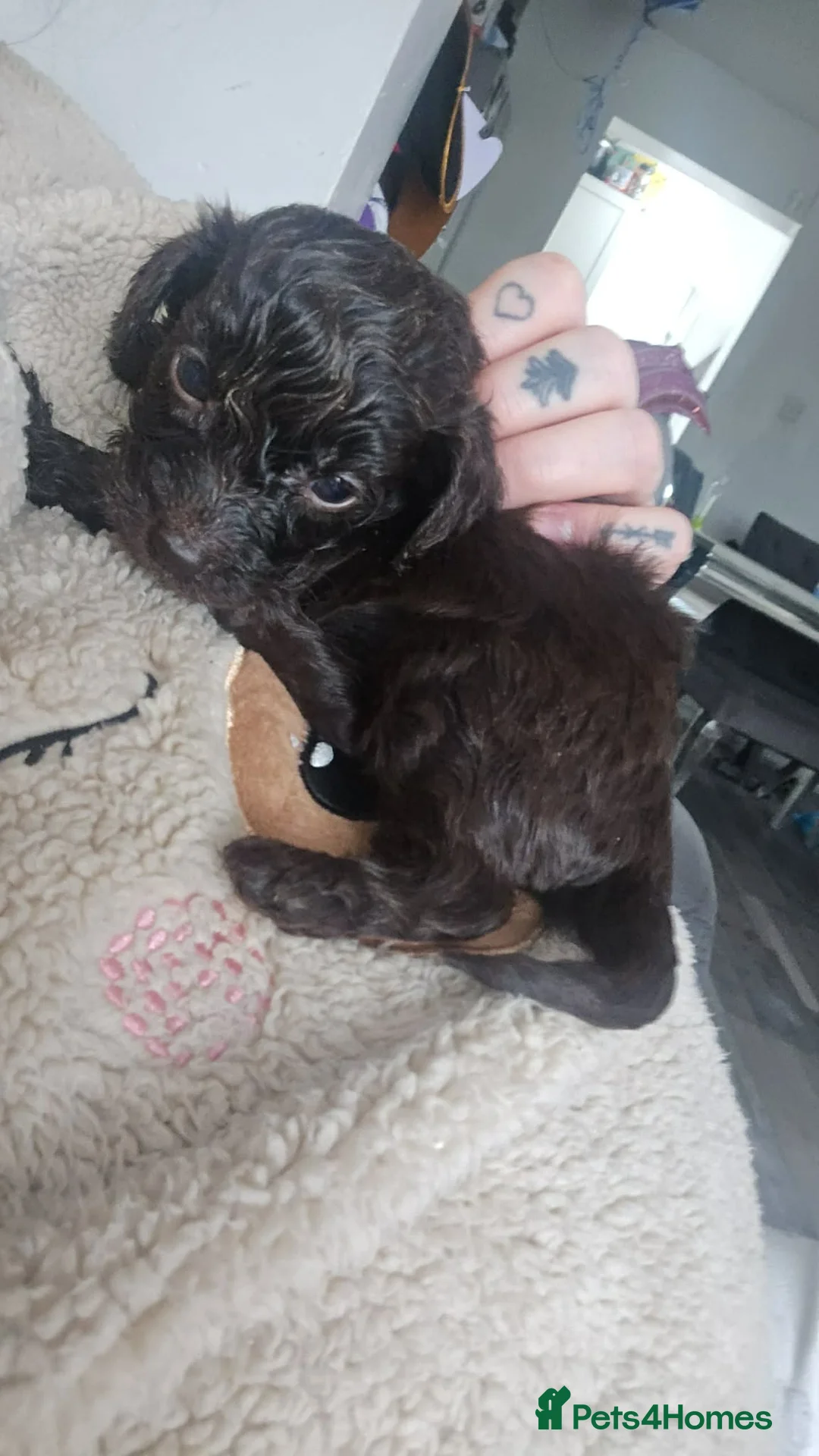 Cockapoo dogs for sale: Beautiful cockapoo  in Saltburn-by-the-Sea - Advert 1