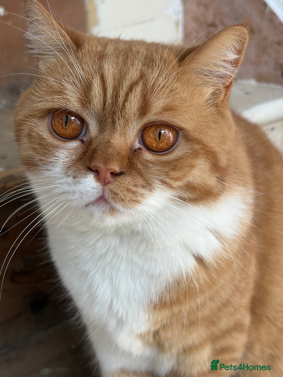 British Shorthair cats for sale: Rasmus - Image 4