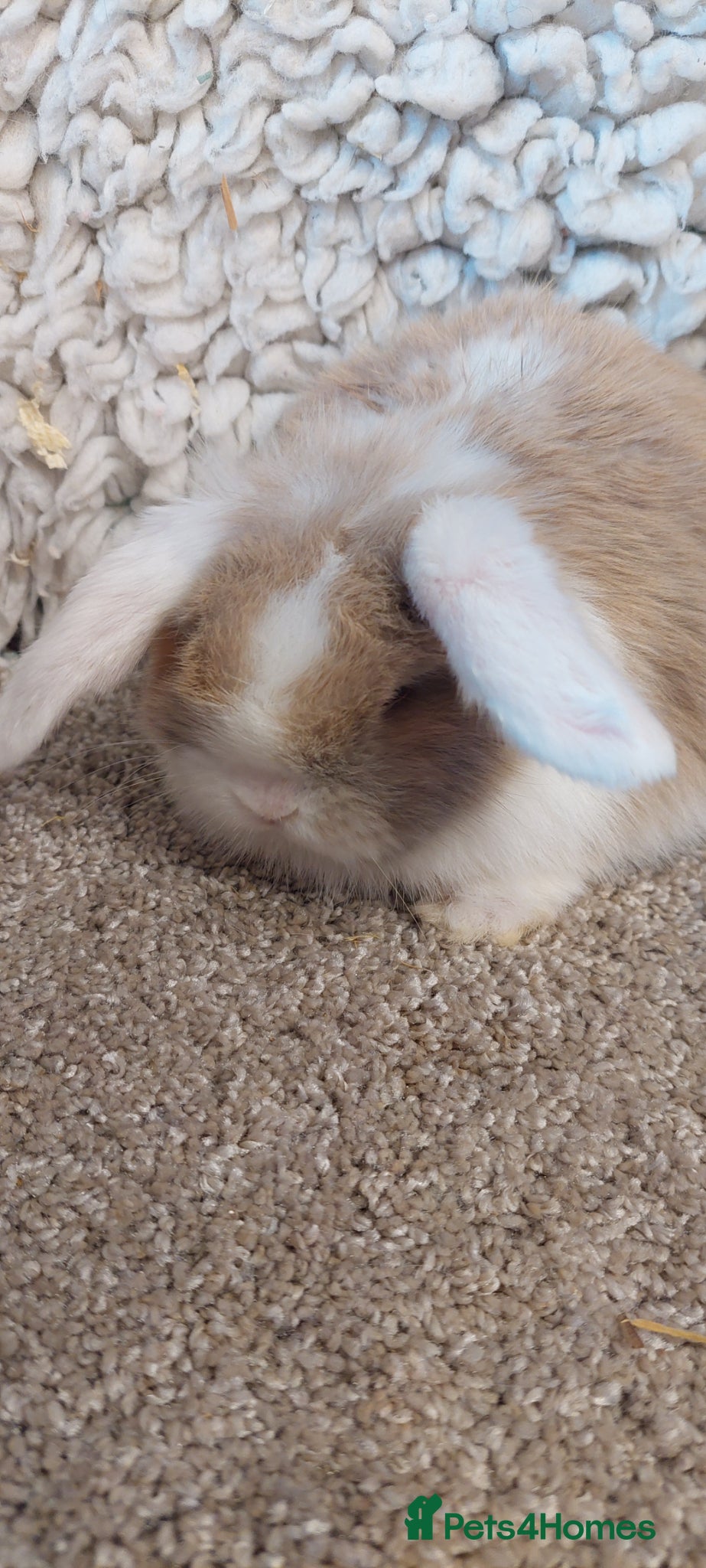 Mini Lop rabbits  3 Beautifull minilop babys ready to reserve  - Advert 15