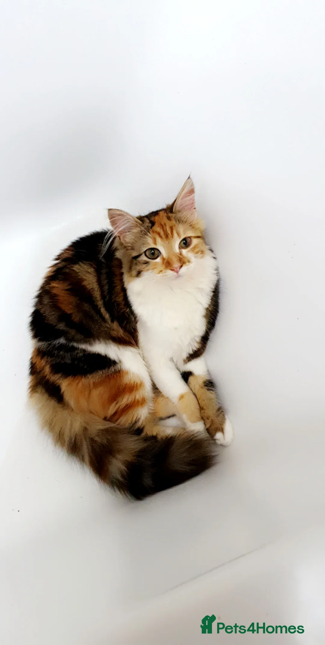Mixed Breed cats for sale: Beautiful Long-Haired Calico Cat- Loving & Playful in Watford - Advert 8