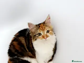Mixed Breed cats Beautiful Long-Haired Calico Cat- Loving & Playful - Advert 3