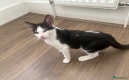 British Shorthair cats for sale: Tuxedo Kitten For Sale - Advert 3