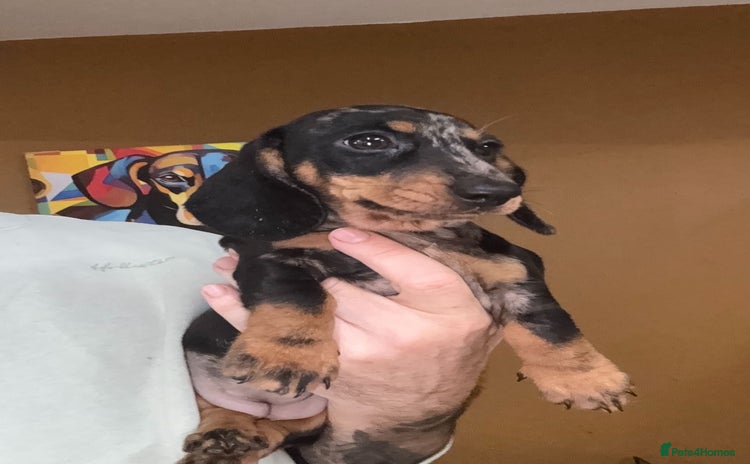 Miniature Dachshund dogs - Advert 3
