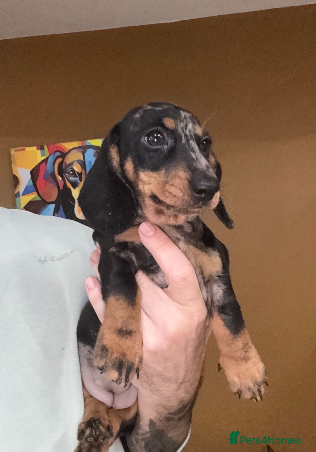 Miniature Dachshund dogs for sale: 🩷Stunning KC Mini Dachshund Puppies READY NOW  - Image 13