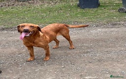 Labrador Retriever dogs for sale: FULLY HEALTH TESTED DARK FOX RED LABRADOR PUPPIES  - Image 7