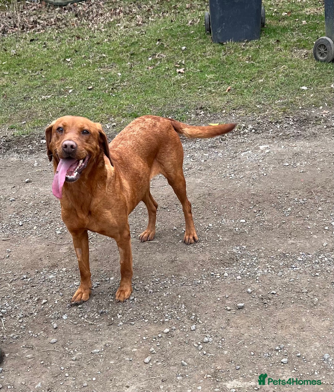 Labrador Retriever dogs for sale: FULLY HEALTH TESTED DARK FOX RED LABRADOR PUPPIES  - Image 7