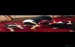 Border Collie dogs for sale: Border collie puppies  - Advert 1