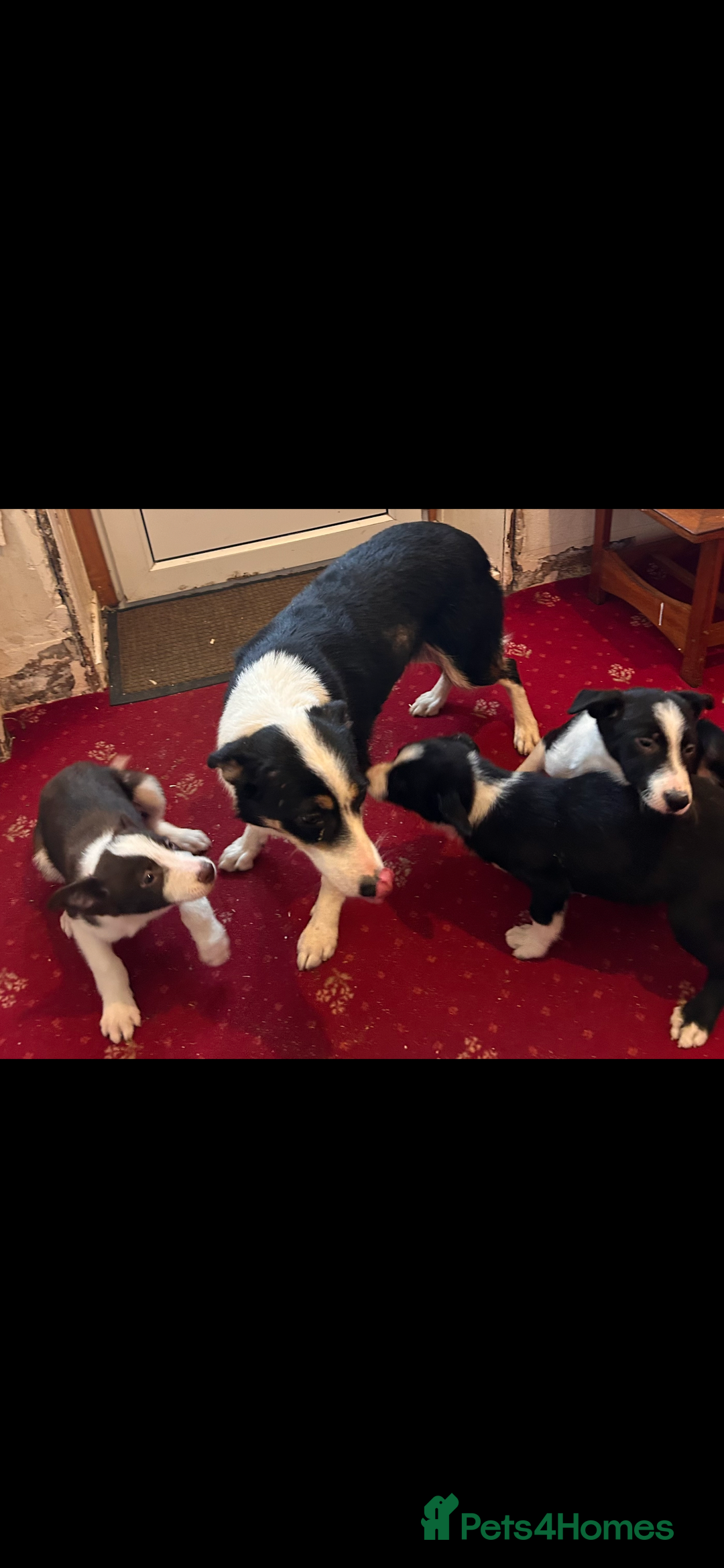 Border Collie dogs for sale: Border collie puppies  - Advert 1