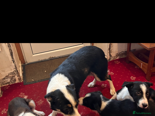 Border Collie dogs Border collie puppies - Advert 4