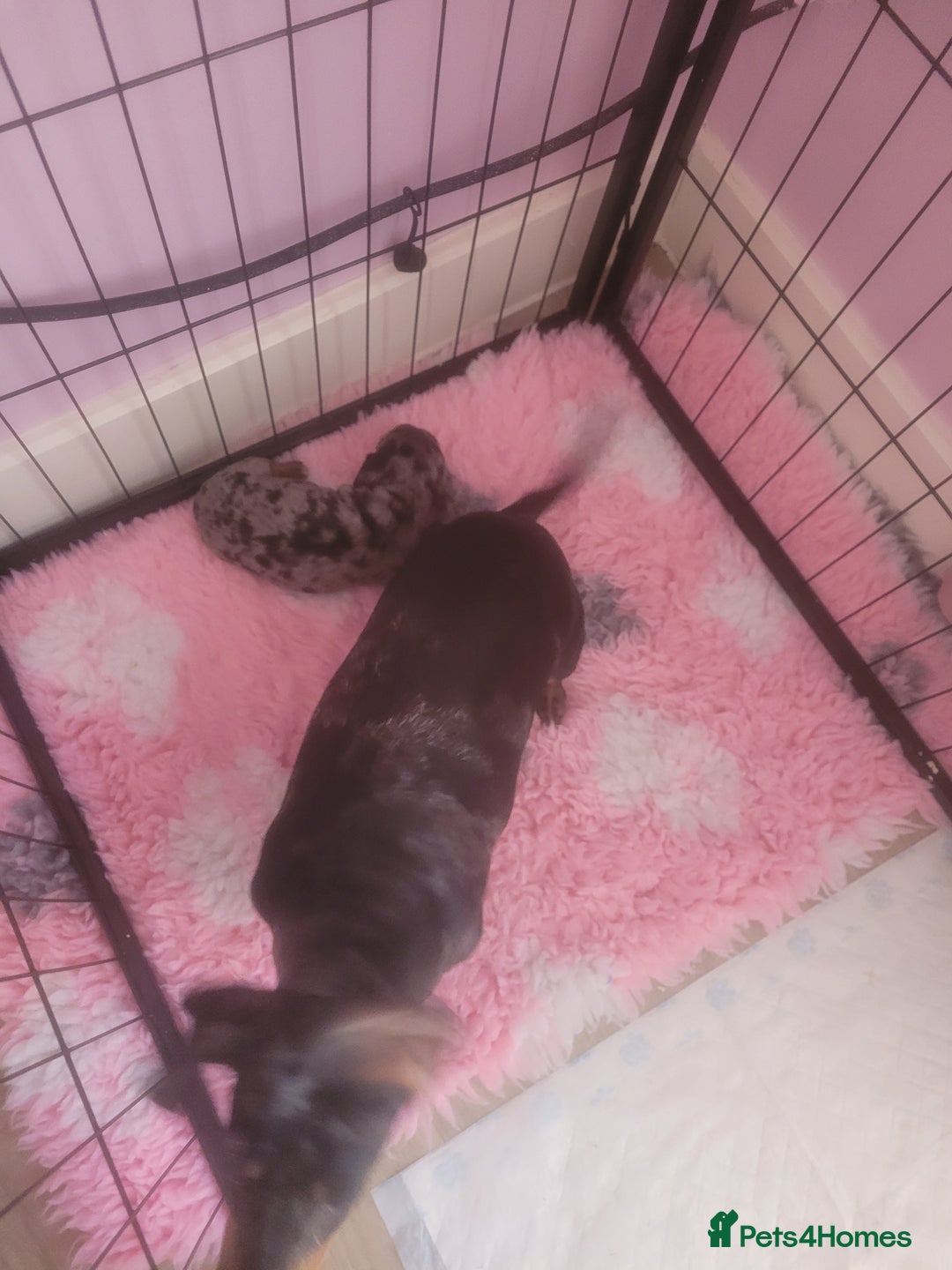 Miniature Dachshund dogs for sale: Miniature dachshund  - Advert 4