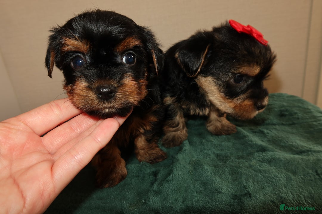Yorkshire Terrier dogs for sale: Yorkshire terrier puppy’s 🐶  - Advert 10
