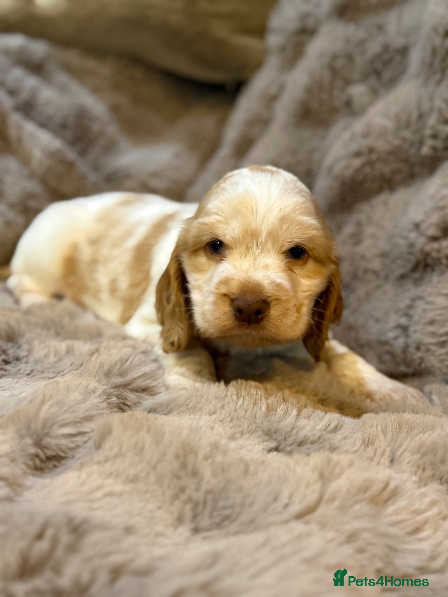 Cocker Spaniel dogs Show Cocker Spaniels Orange Roan - Advert 1