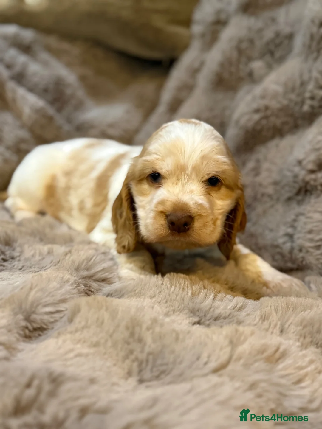 Cocker Spaniel dogs for sale: Show Cocker Spaniels  - Advert 2