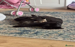Domestic Shorthair cats for sale: 2 Kittens available  - Image 6
