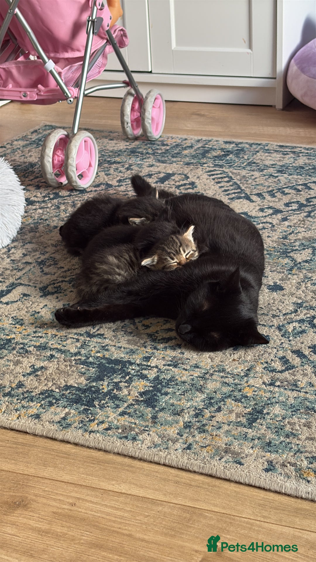Domestic Shorthair cats for sale: 2 Kittens available  - Image 6