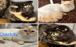 Munchkin cats for sale: Exceptional Quality & Extremely Rare Silver Minuet - Image 33