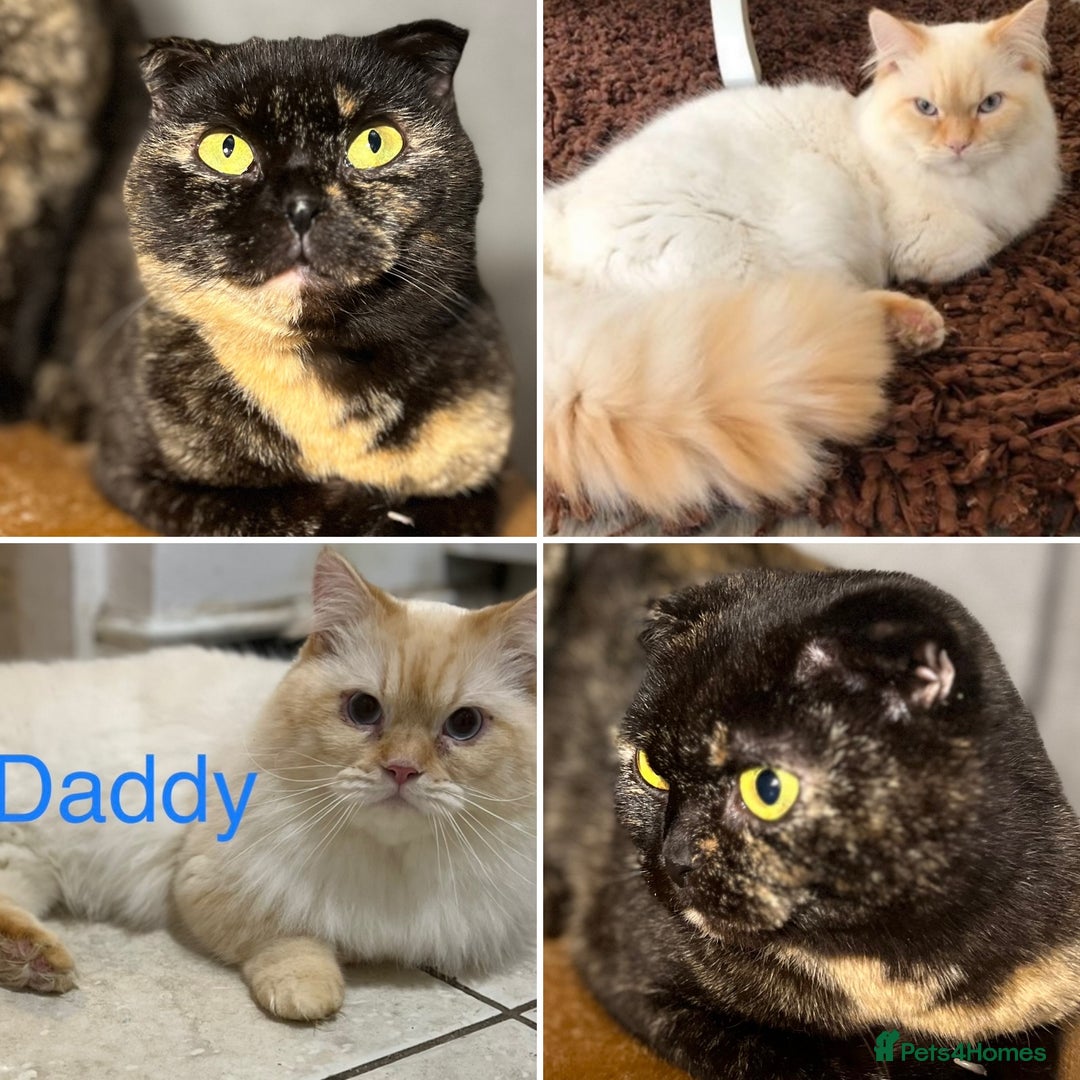 Munchkin cats for sale: Exceptional Quality & Extremely Rare Silver Minuet - Image 33