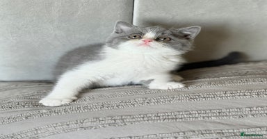 British Shorthair cats - Advert 6