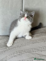 British Shorthair cats - Advert 6