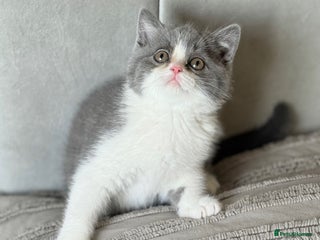 British Shorthair cats - Advert 2