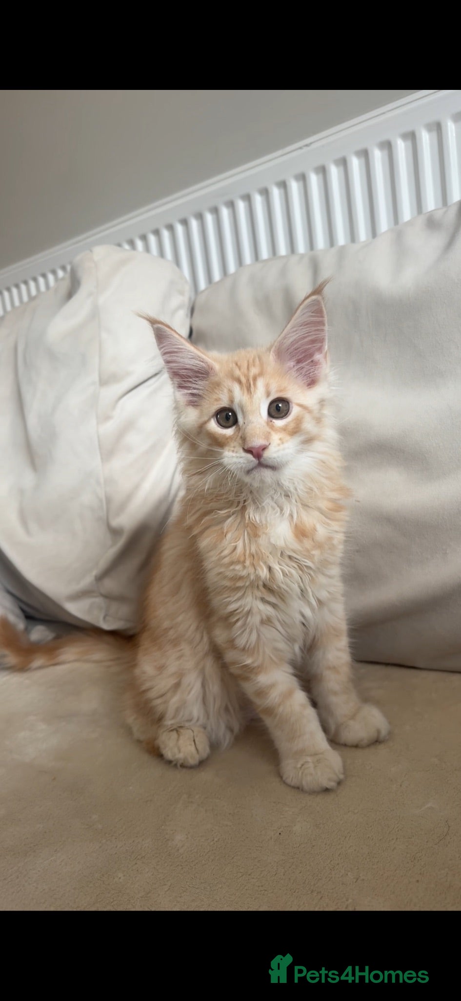 Maine Coon cats     ✨TICA Maine Coon Kittens | Licensed Breeder✨ - Advert 2