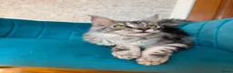 Maine Coon cats for sale: TICA Pedigree Registered Maine Coon Kittens - Advert 15