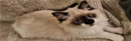 Ragdoll cats for sale: Last Stunning Full Pedigree Ragdoll Baby Ready Now - Advert 8
